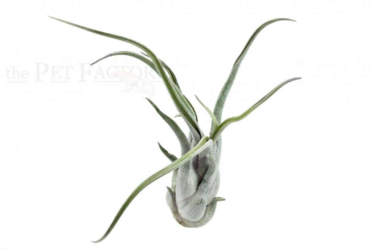Tillandsia caput medusae